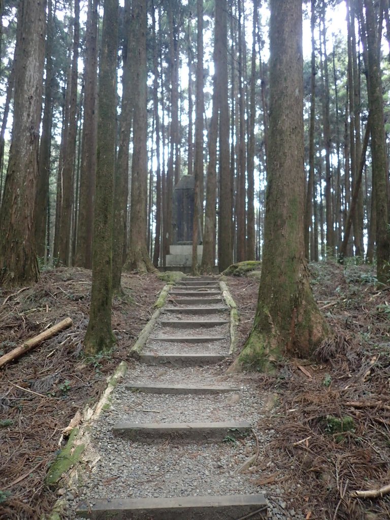 P3257988.JPG - 阿里山  二萬坪步道