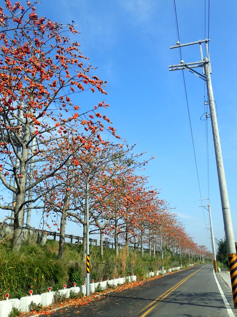 P3036245.JPG - 清水  大田產要道路  木棉花