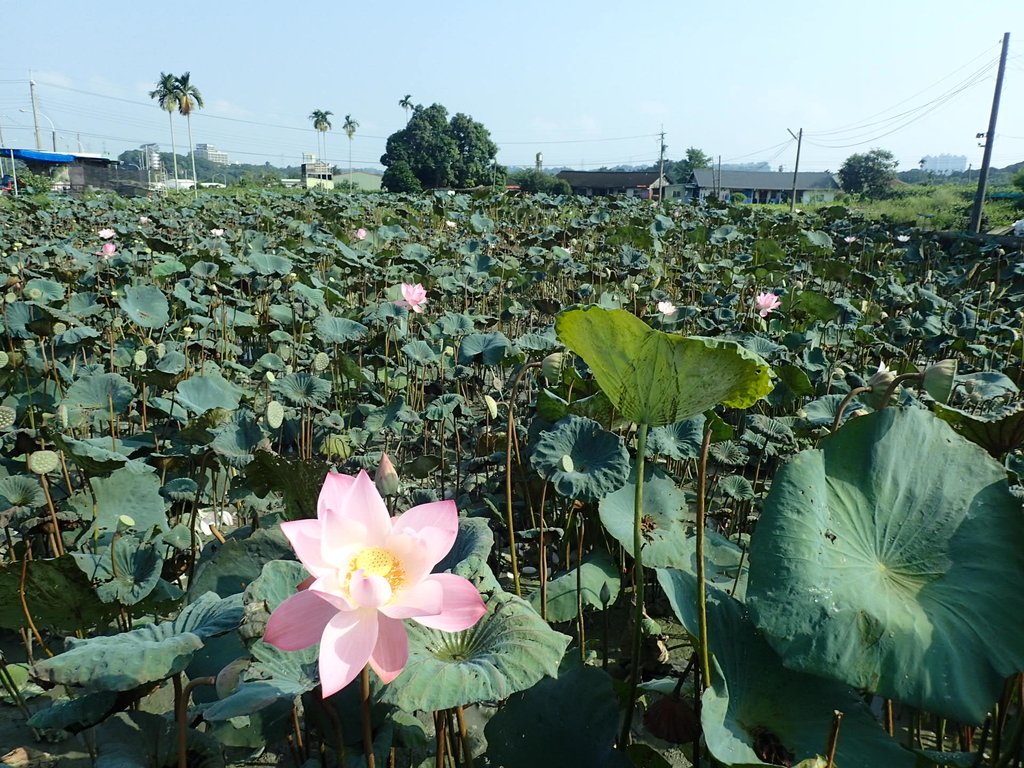 P8045034.JPG - 中埔  義仁村  蓮花池畔