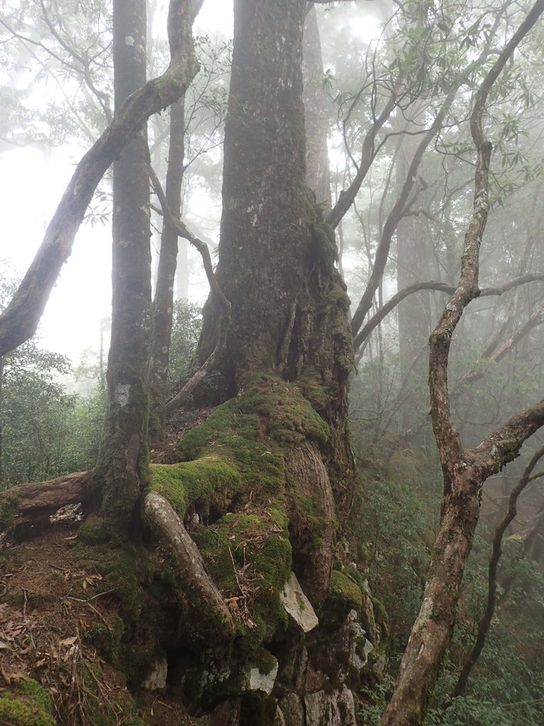 PA185676.JPG - 台中  和平  稍來山南峰