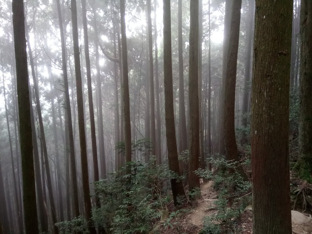 DSC_3740.JPG - 南庄  加里山  森林鐵道