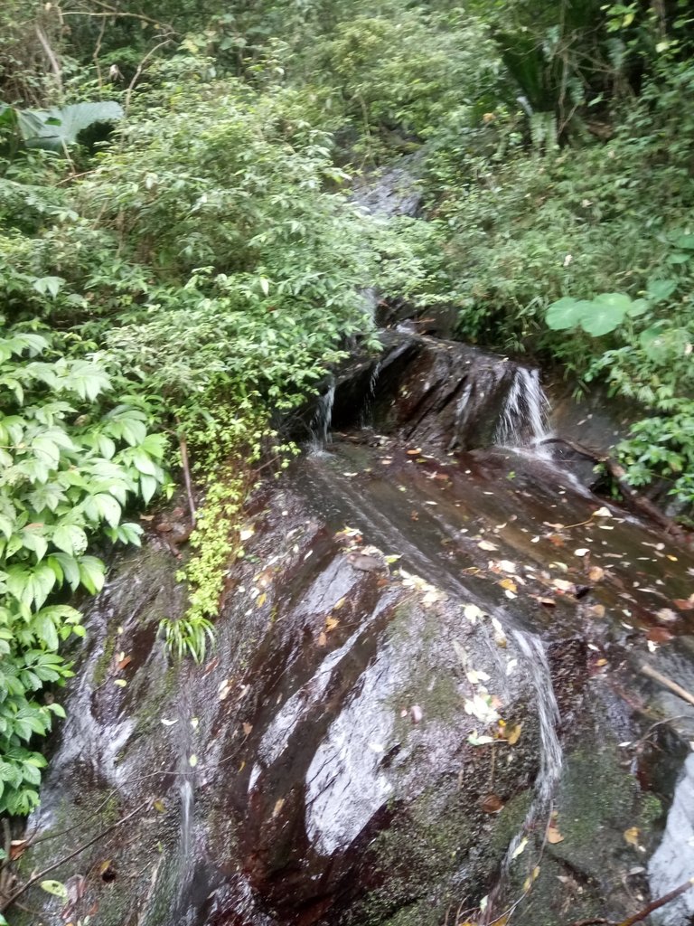 DSC_4116.JPG - 魚池  大尖山  鹽土坑林道