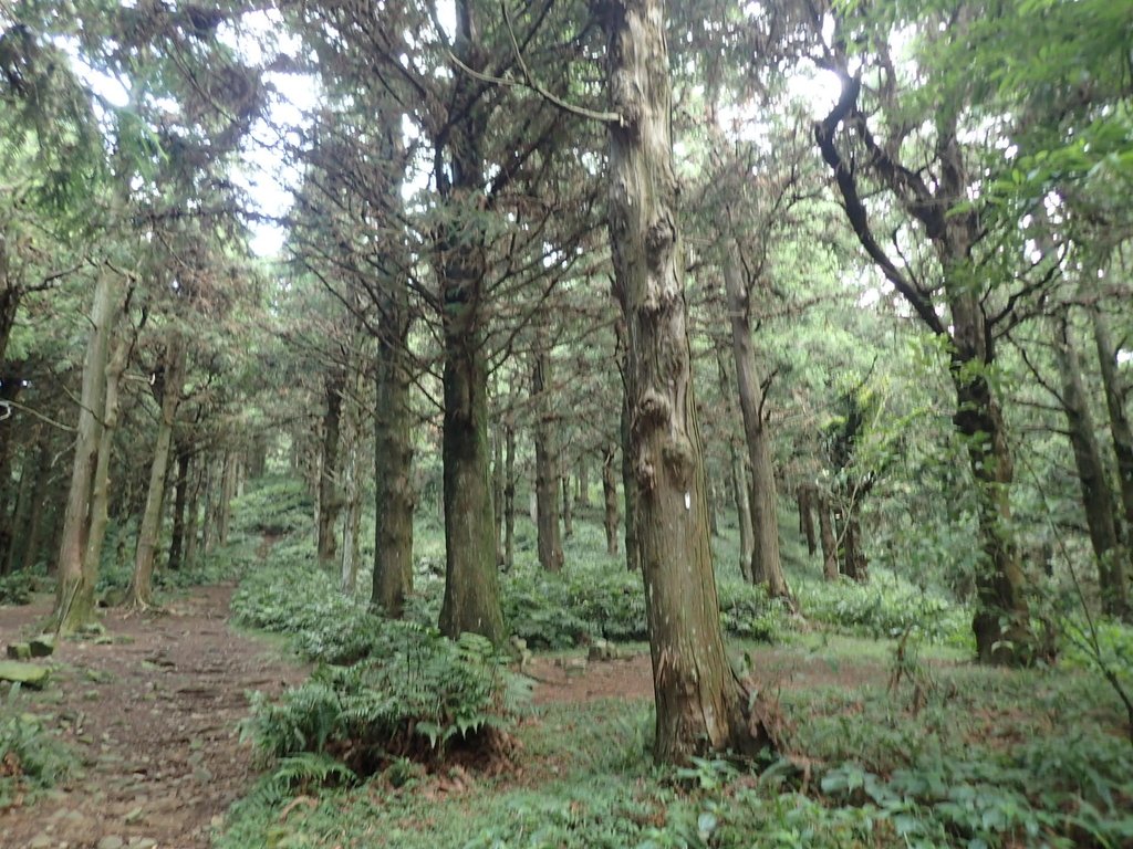 P7235811.JPG - 台中和平  長壽山登山步道  (上)