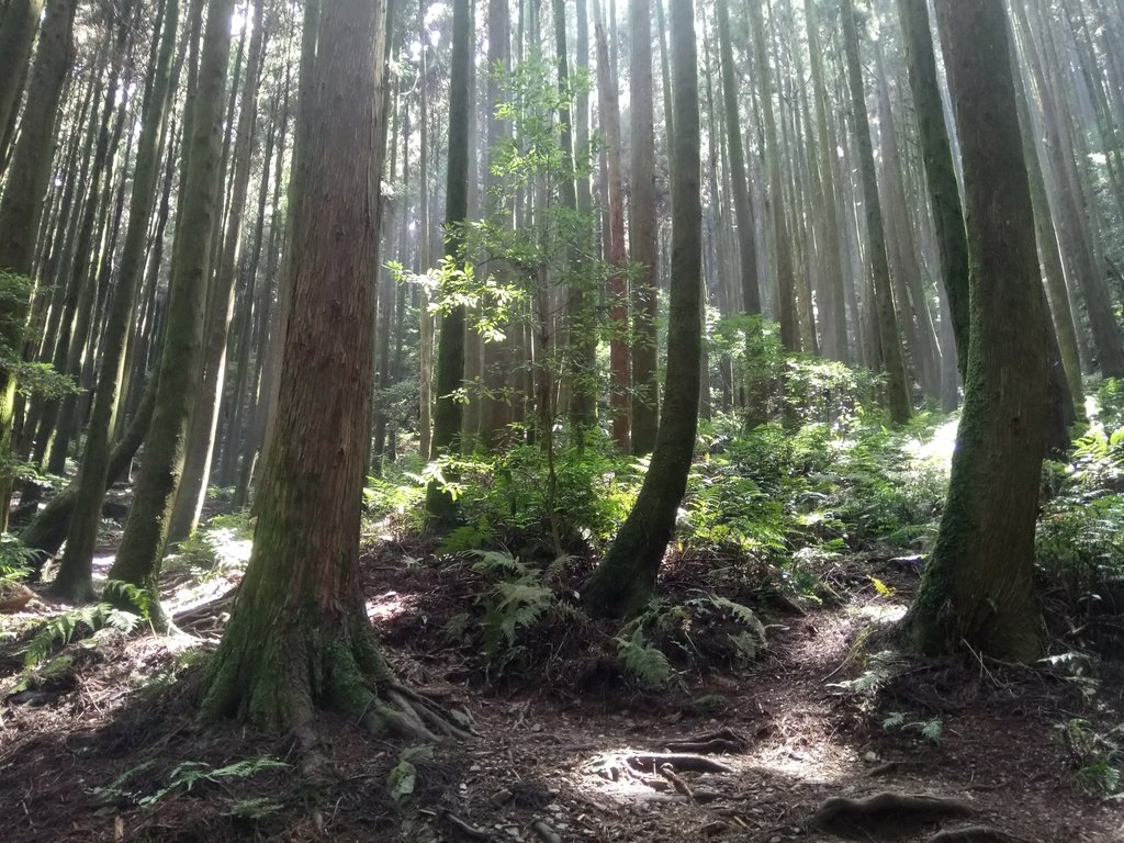 DSC_5241.JPG - 台中和平  長壽山登山步道  (下)