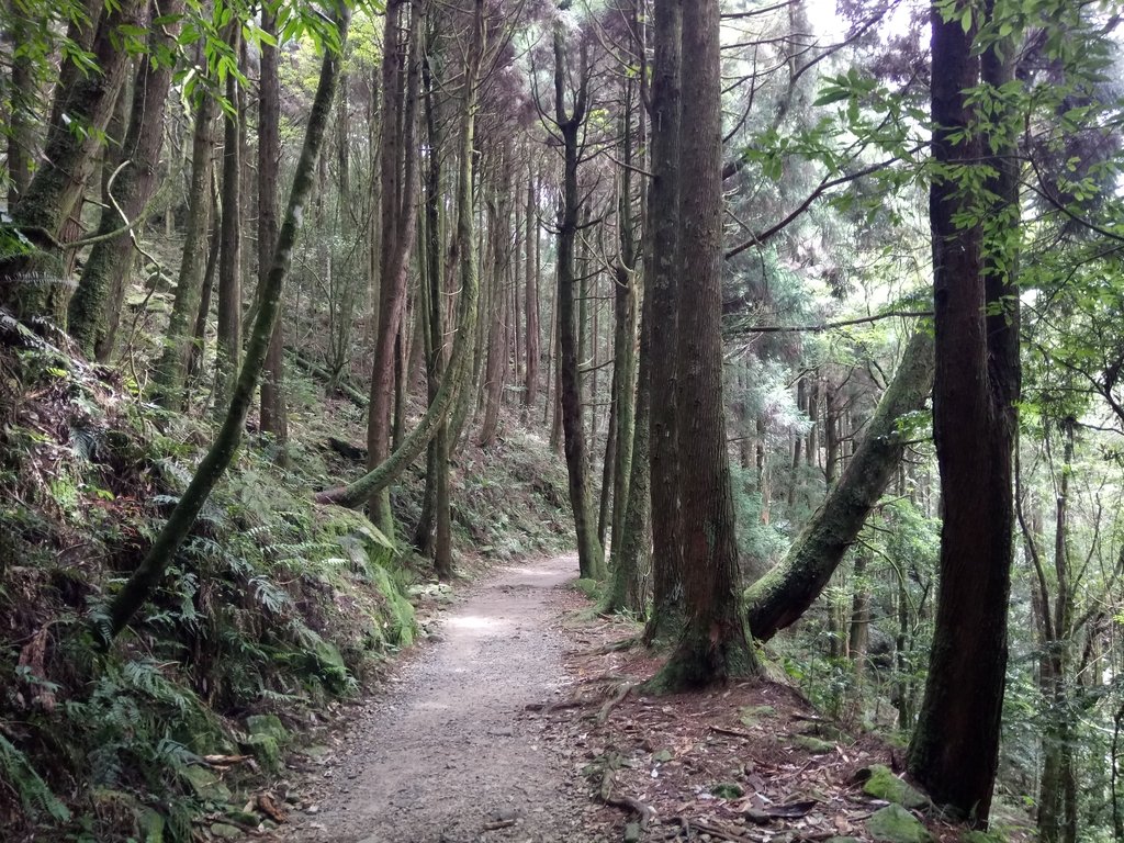 DSC_5282.JPG - 台中  和平  橫嶺山自然步道