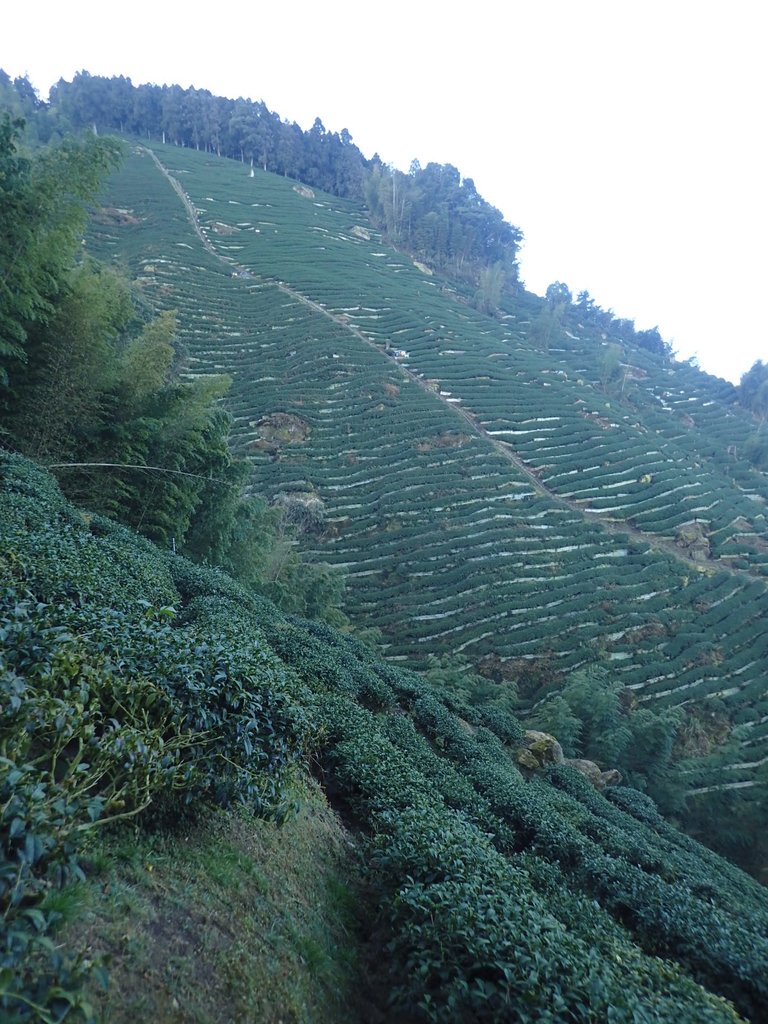 P2056618.JPG - 竹山  留龍頭  茶園風光