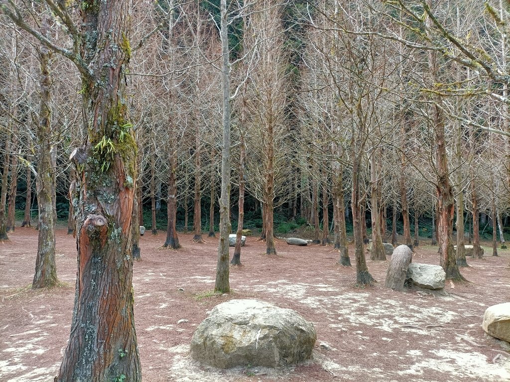 IMG20210205125946.jpg - 竹山  杉林溪森林遊樂園  路過