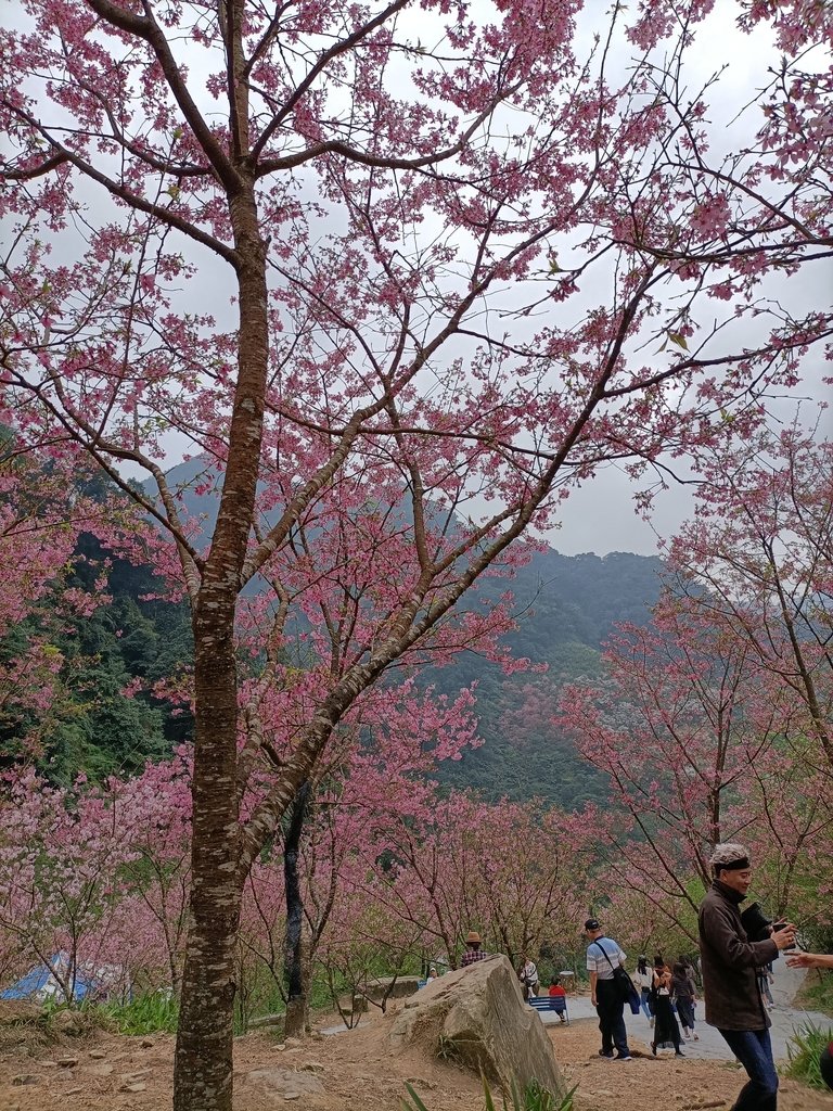 IMG20210226123934.jpg - 三峽  熊空  大熊櫻花林