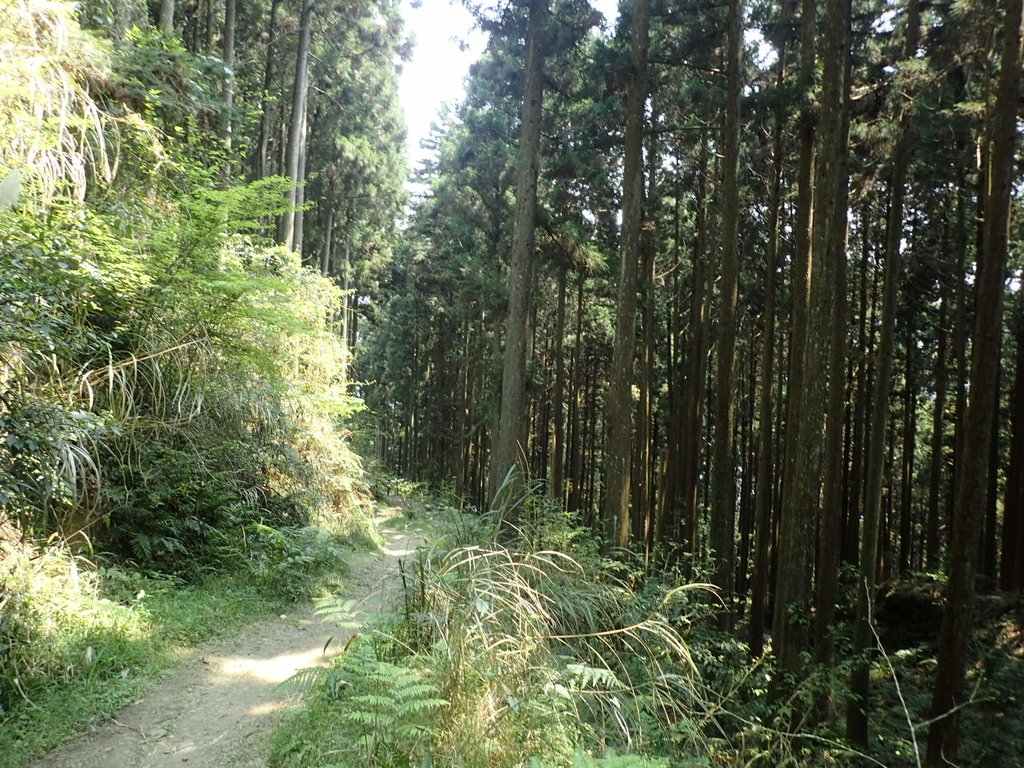 P4036931.JPG - 五峰  鵝公髻山登山步道  (02)