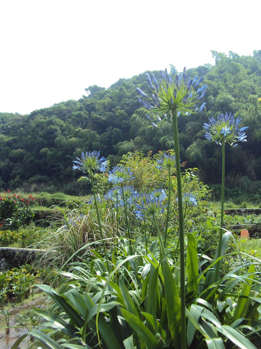 DSC08423.JPG - 水車寮  高家繡球花園