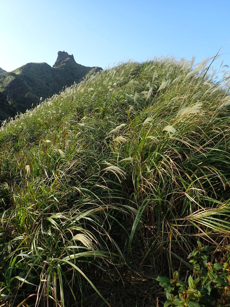 PC017841.JPG - 瑞芳  茶壺山芒花季