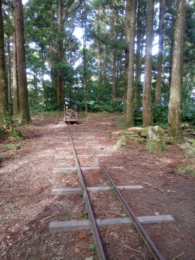 DSC_8991.JPG - 復興  東眼山森林步道