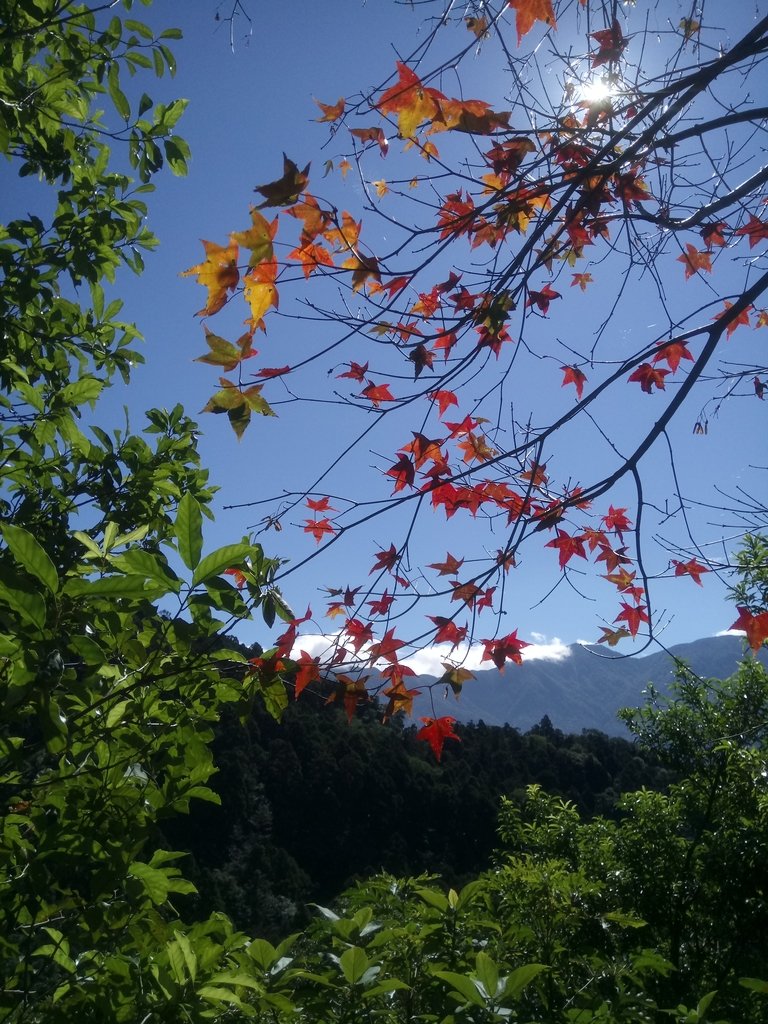 DSC_8996.JPG - 復興  東滿步道