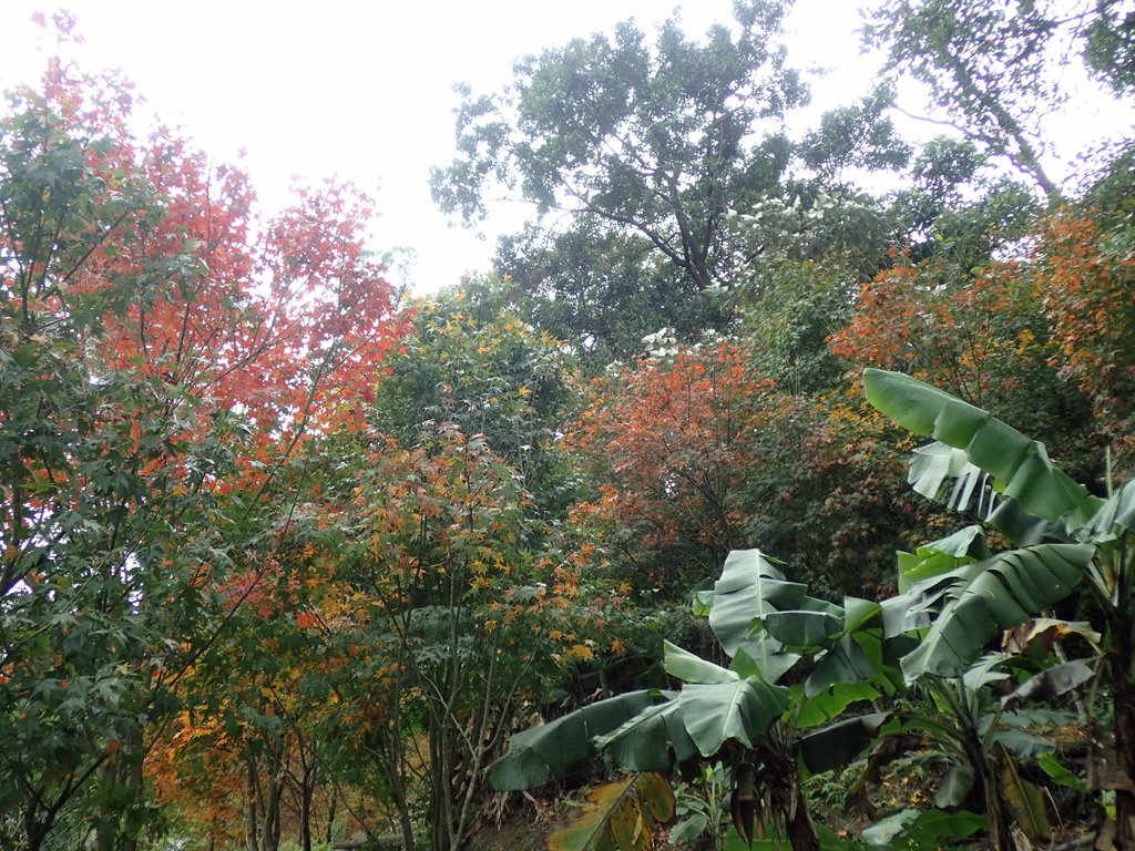 P1062179.JPG - 土城  承天寺  朝山步道