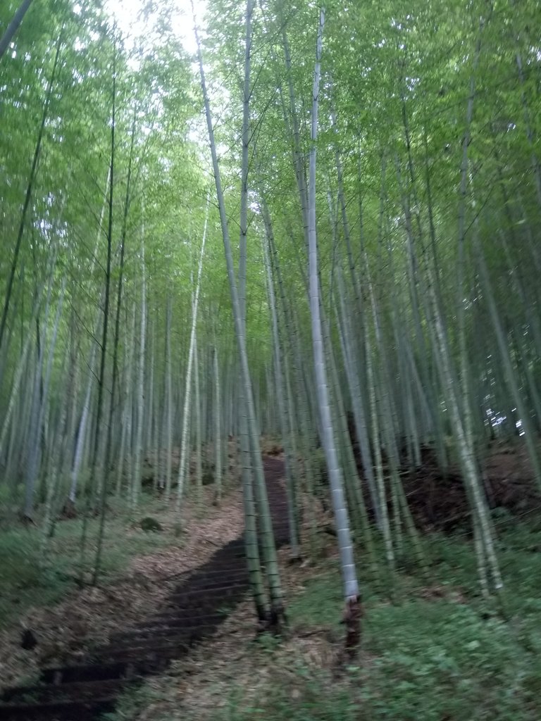 DSC_1229.JPG - 石壁山  嘉南雲峰步道