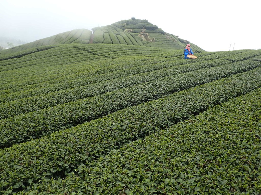 P3257849.JPG - 阿里山  隙頂茶園之美