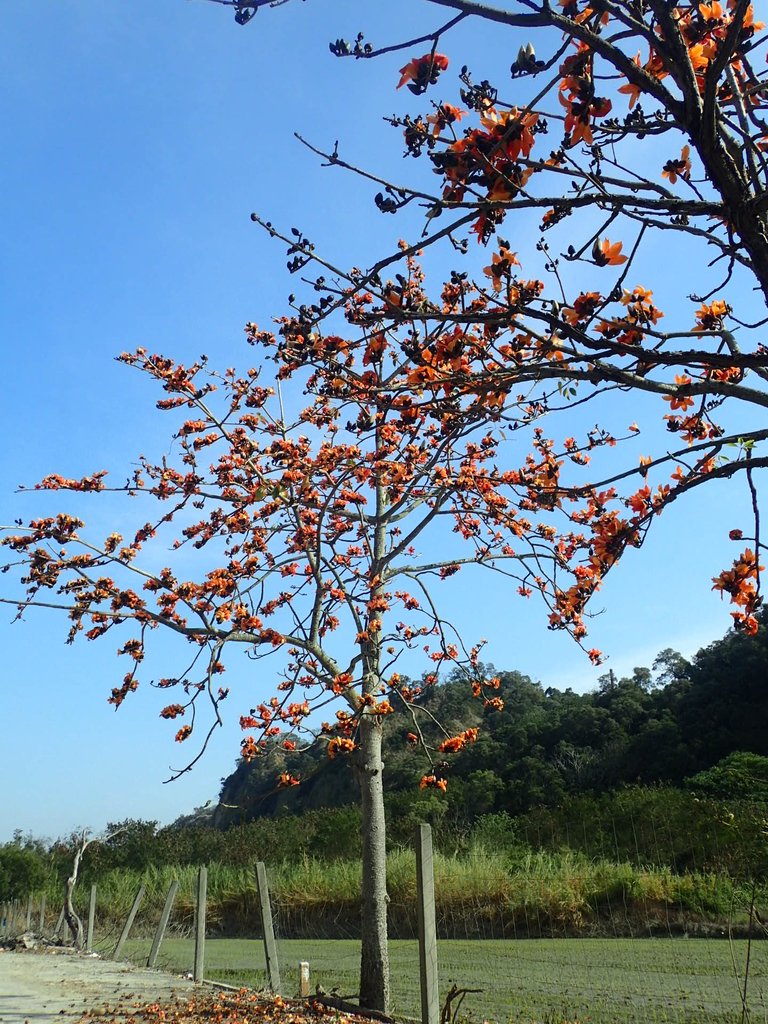 P3036246.JPG - 清水  大田產要道路  木棉花