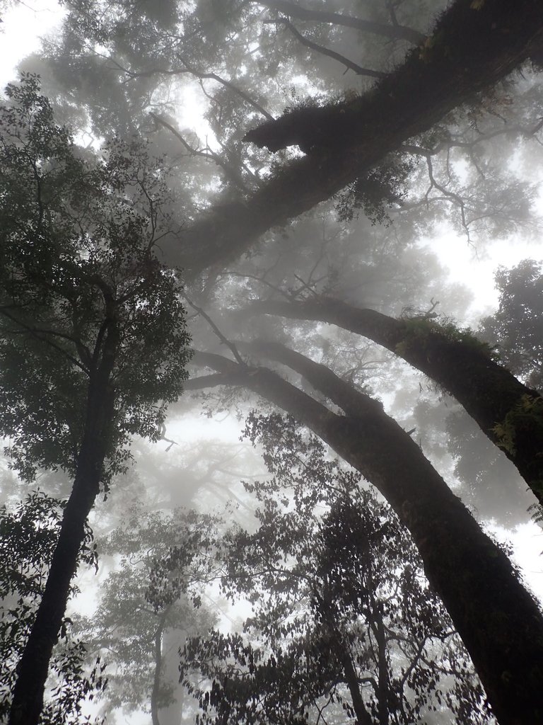 PA185684.JPG - 台中  和平  稍來山南峰