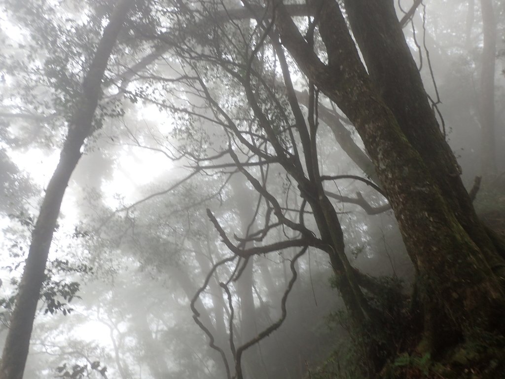 PA185698.JPG - 台中  和平  稍來山南峰