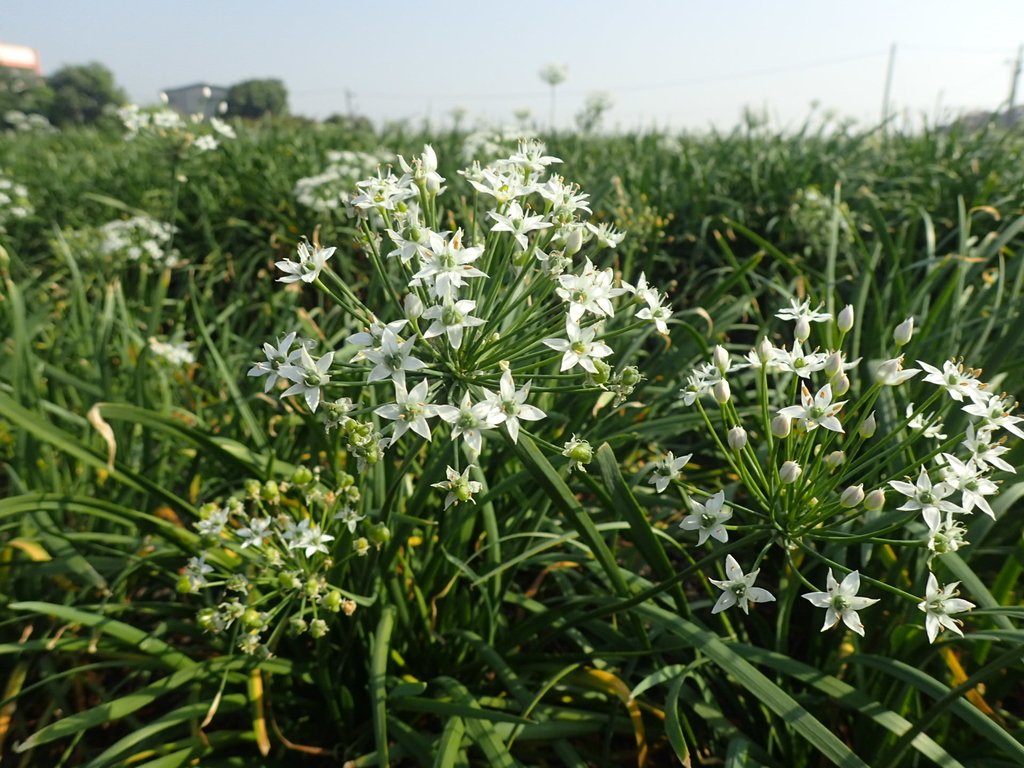 PB108274.JPG - 竹塘  溪墘  韭菜花田