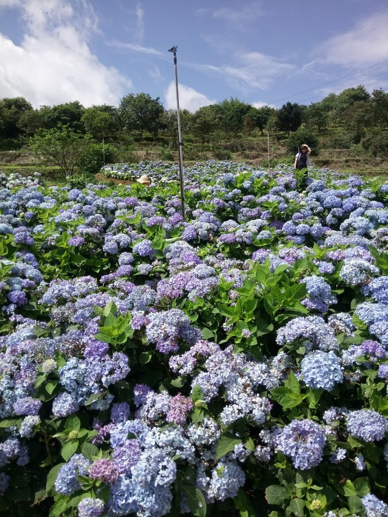 DSC_9324.JPG - 萬里  高家繡球花田