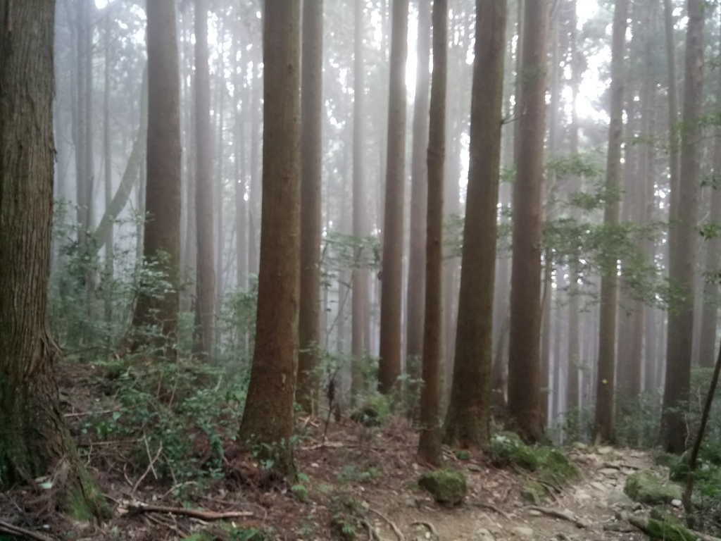 DSC_3741.JPG - 南庄  加里山  森林鐵道