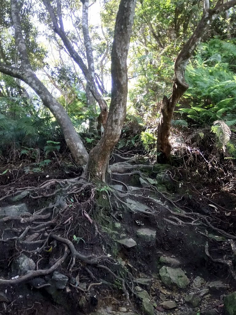 DSC_3785.JPG - 魚池  水社大山