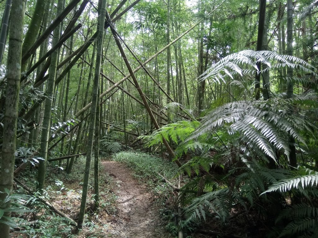 DSC_0237.JPG - 魚池  頭社  後尖山步道