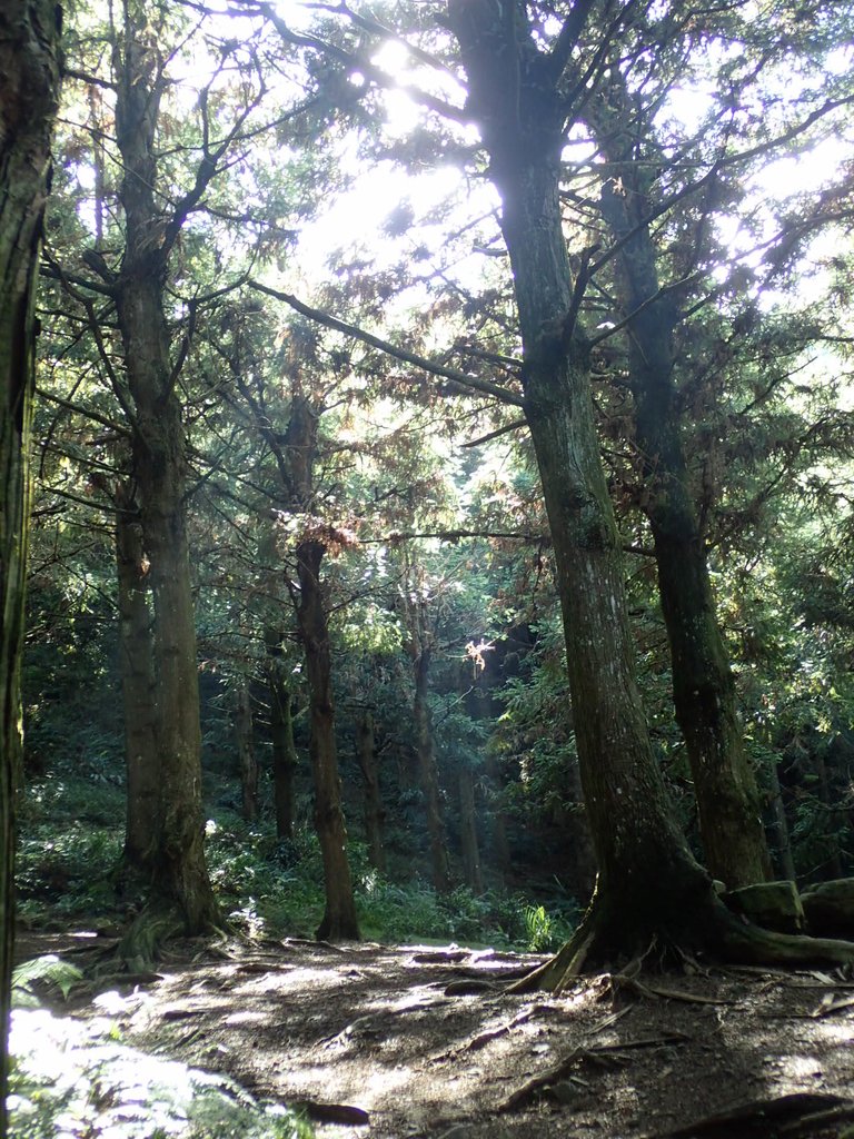 P7235818.JPG - 台中和平  長壽山登山步道  (上)