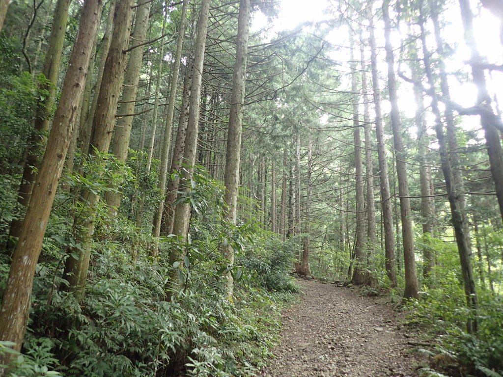 P7235795.JPG - 台中和平  長壽山登山步道  (下)