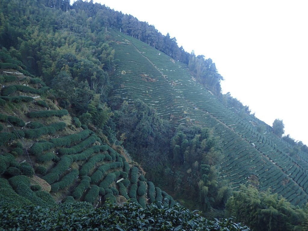 P2056623.JPG - 竹山  留龍頭  茶園風光