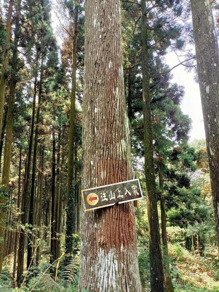 IMG20210403105754.jpg - 五峰  鵝公髻山登山步道  (02)