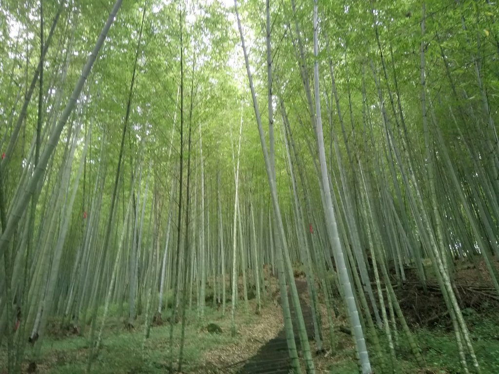 DSC_1230.JPG - 石壁山  嘉南雲峰步道