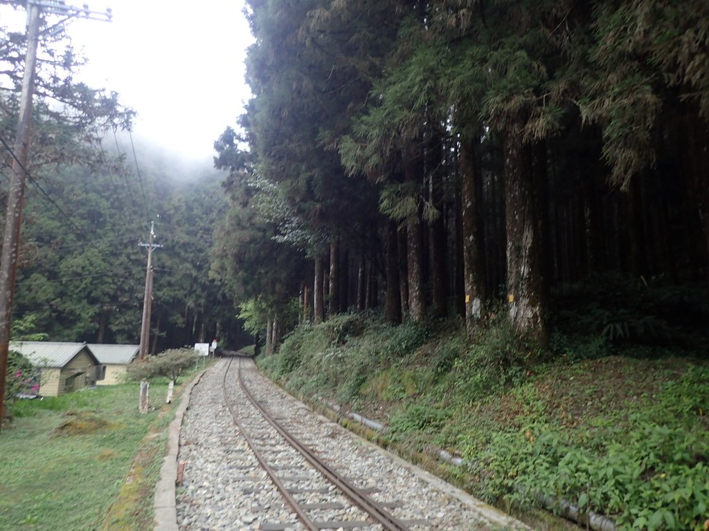 P3257994.JPG - 阿里山  二萬坪步道