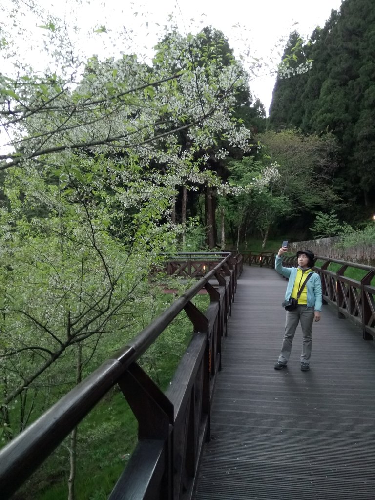 DSC_1611.JPG - 阿里山  沼平公園  賞櫻