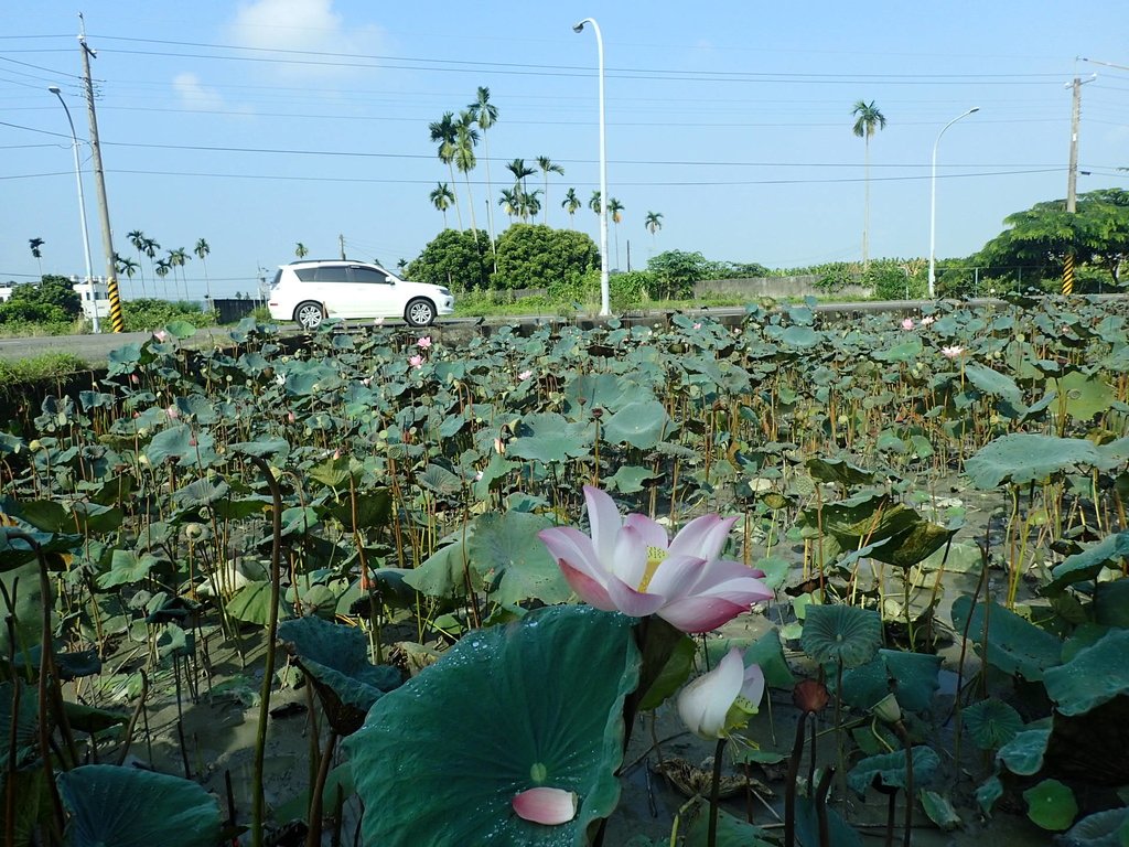 P8045043.JPG - 中埔  義仁村  蓮花池畔