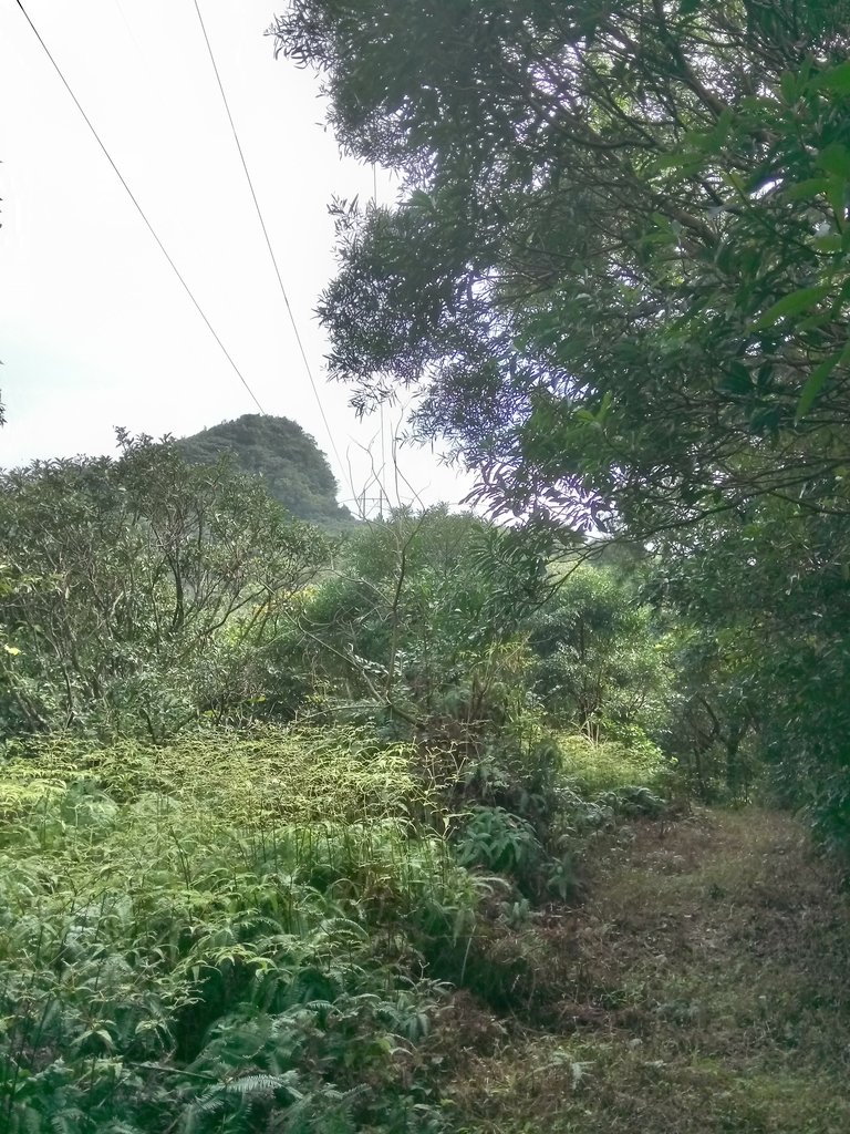 DSC_5284.JPG - 瑞芳  白象山(弘明山) 未竟