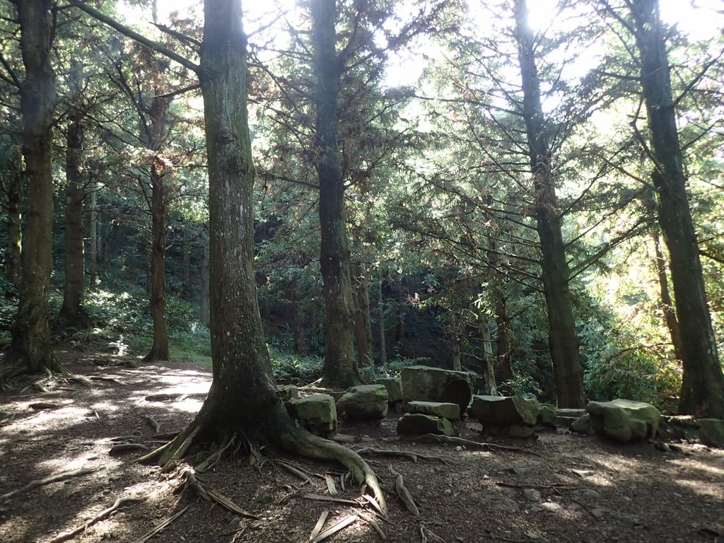 P7235819.JPG - 台中和平  長壽山登山步道  (上)