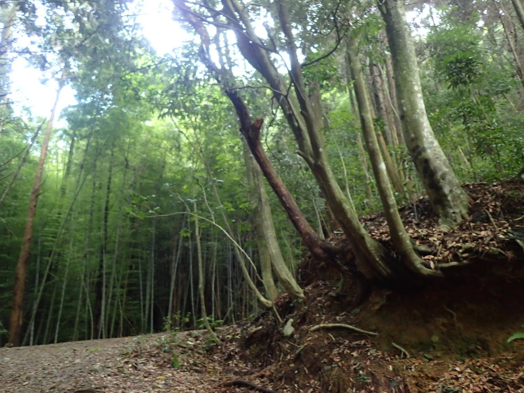 P7235796.JPG - 台中和平  長壽山登山步道  (下)