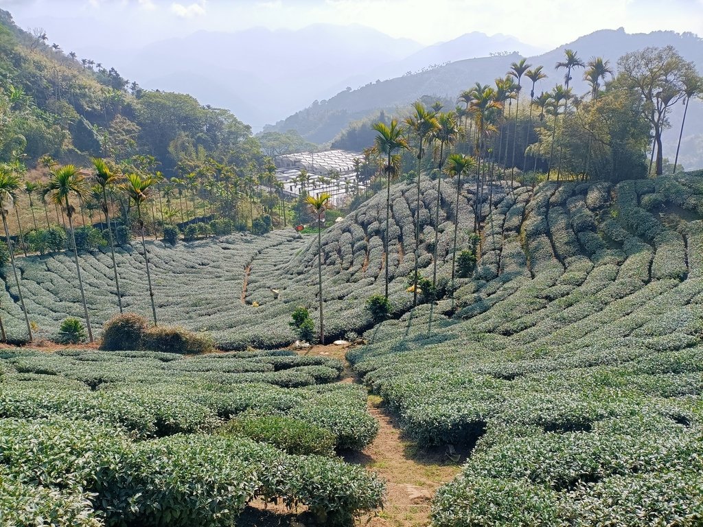 IMG20210130094913.jpg - 雲嘉連峰之  太平山  梨子腳山