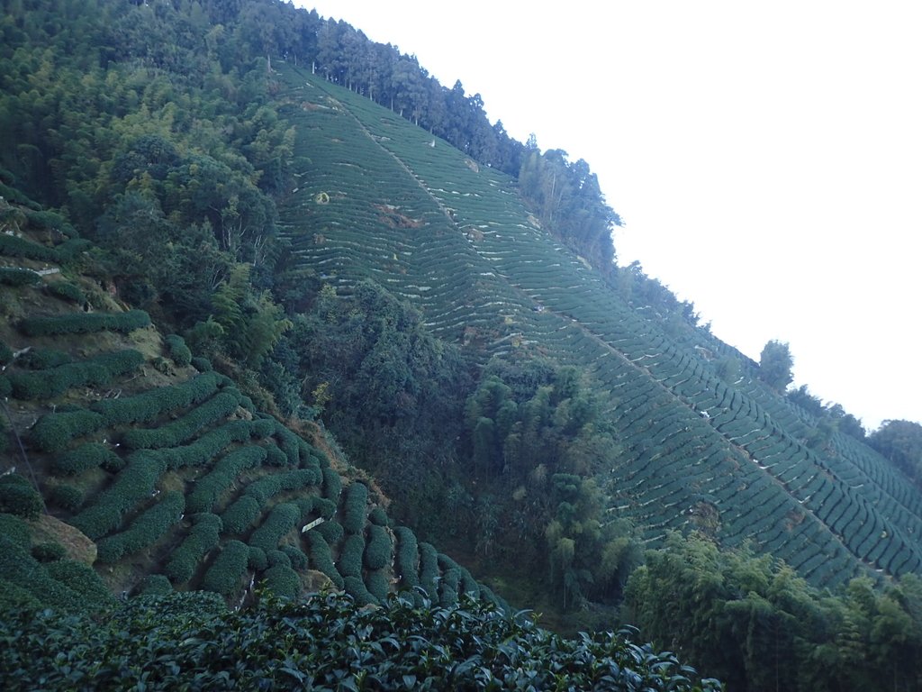 P2056624.JPG - 竹山  留龍頭  茶園風光