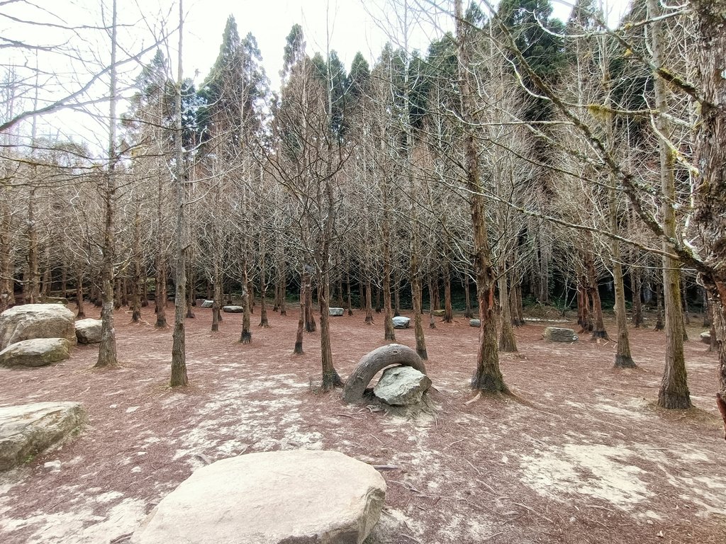 IMG20210205130020.jpg - 竹山  杉林溪森林遊樂園  路過