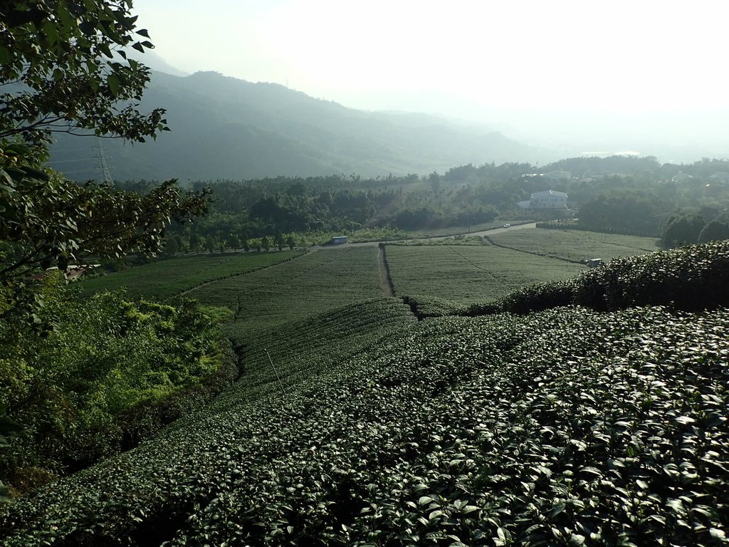 PB225327.JPG - 竹山  山坪頂茶園