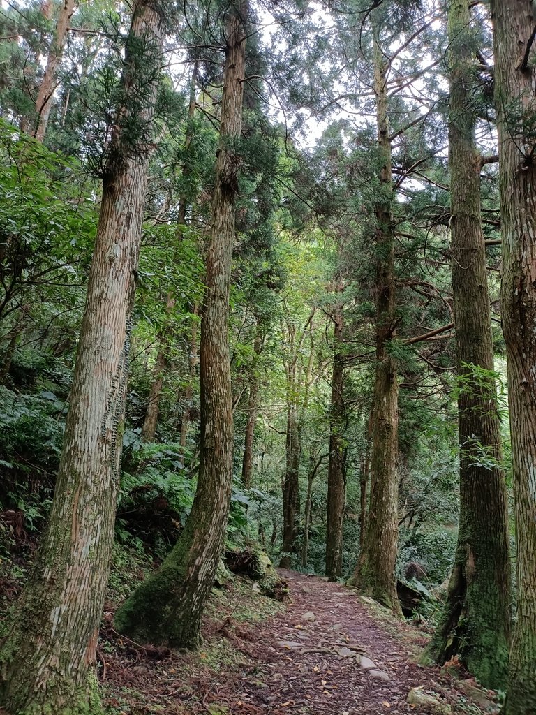 IMG20201215131056.jpg - 東眼山  東滿步道