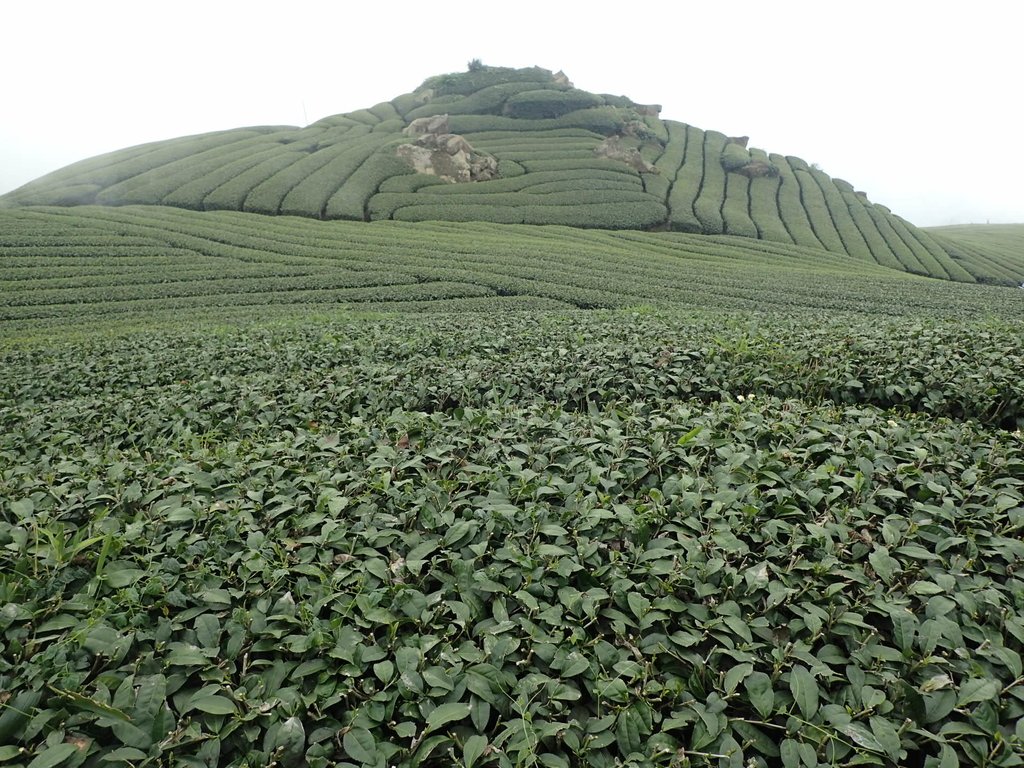 P3257851.JPG - 阿里山  隙頂茶園之美