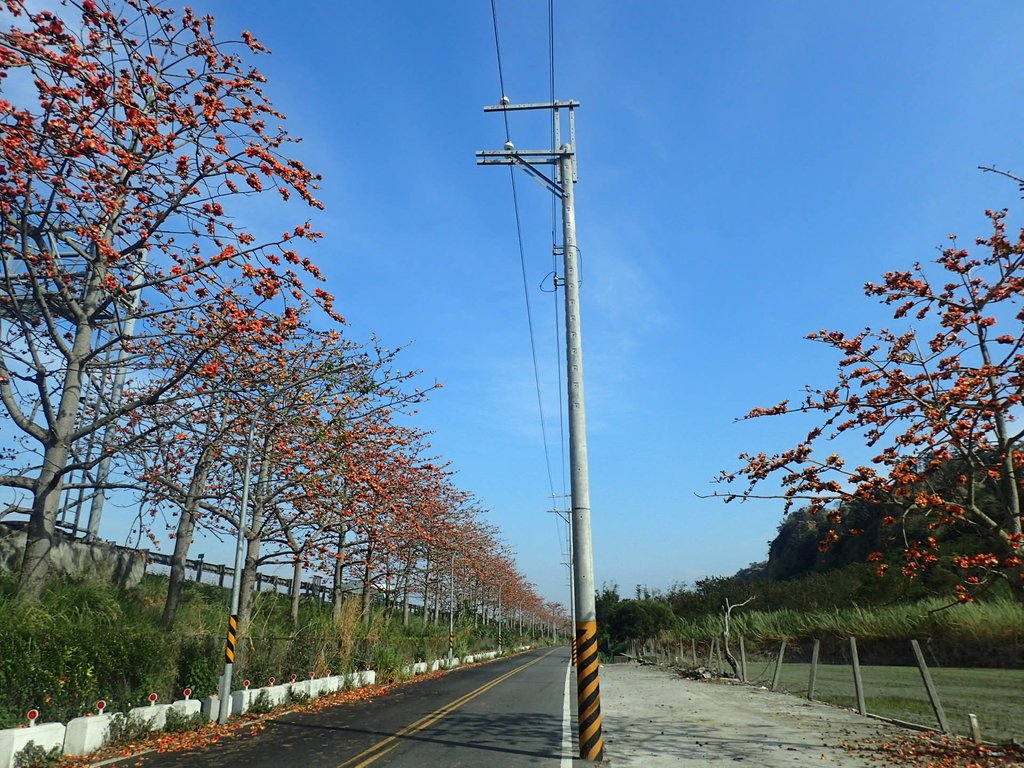 P3036248.JPG - 清水  大田產要道路  木棉花