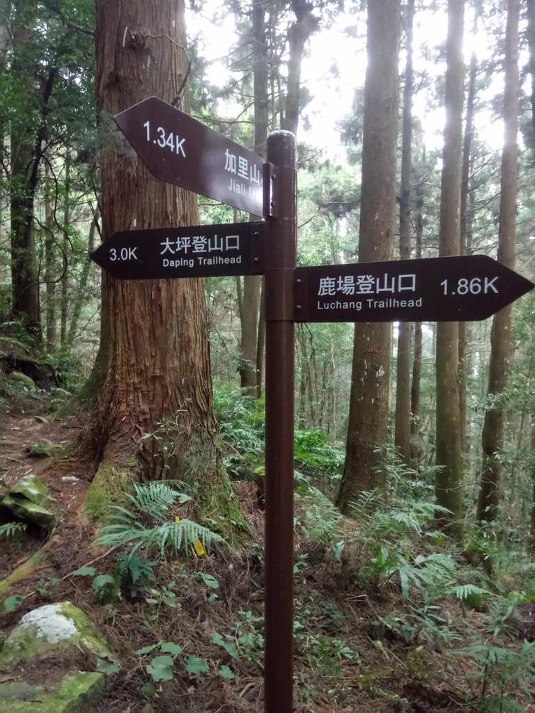 DSC_3748.JPG - 南庄  加里山  森林鐵道