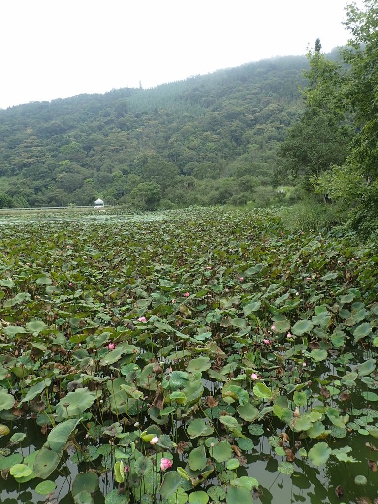 P9250255.JPG - 南庄  向天湖之  環湖步道