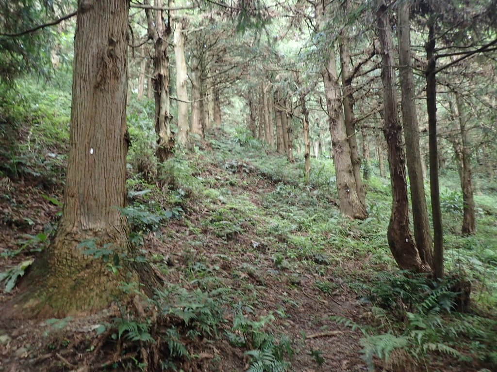 P7235803.JPG - 台中和平  長壽山登山步道  (下)