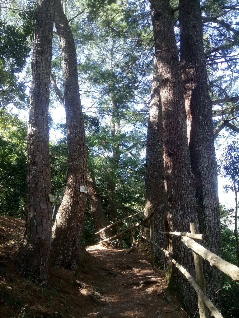 DSC_1732.JPG - 仁愛  惠蓀林場  巨松臺步道